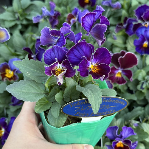 ビオラ 横浜コレクション「フレアーブルー」 花苗 花 苗 ガーデニング