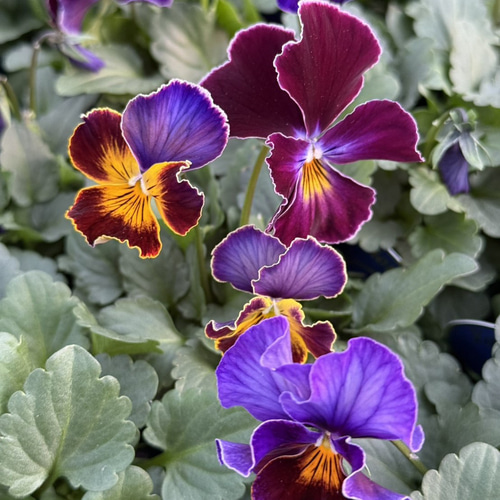 ビオラ 横浜コレクション「フレアーブルー」 花苗 花 苗 ガーデニング