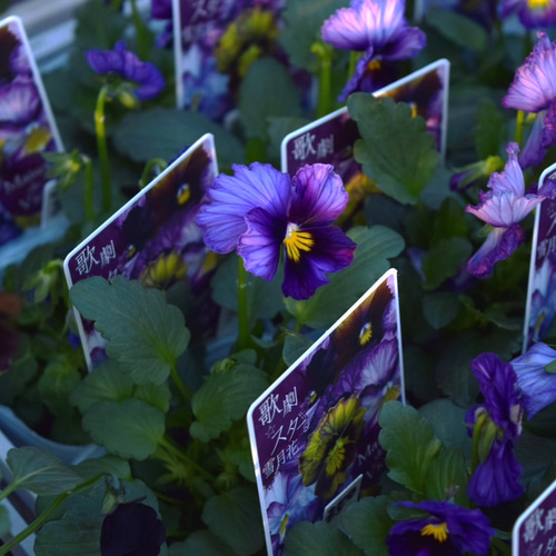 ビオラ 歌劇スター「雪月花」 花苗 花 苗 ガーデニング フラワー