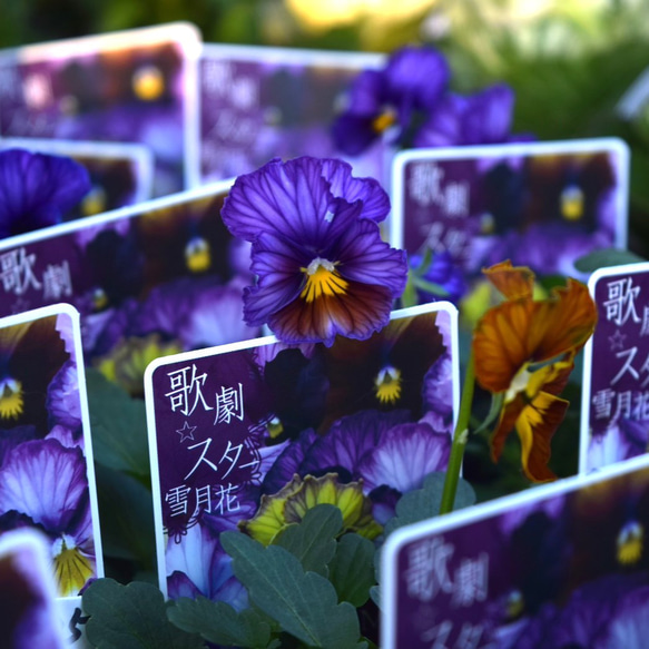 ビオラ 歌劇スター「雪月花」 花苗 花 苗 ガーデニング フラワー