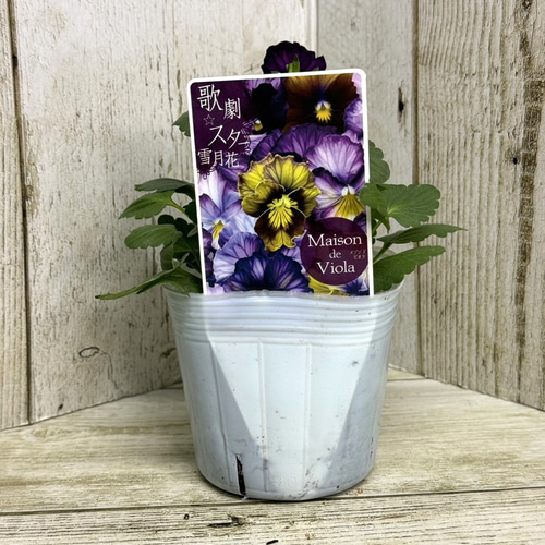雪花月 ビオラ♡パンジー ビオラ 歌劇スター「雪月花」 花苗 花 苗 ガーデニング フラワー