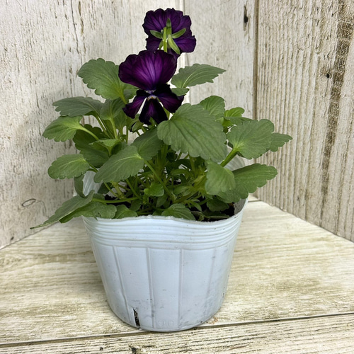 雪花月 ビオラ♡パンジー ビオラ 歌劇スター「雪月花」 花苗 花 苗 ガーデニング フラワー