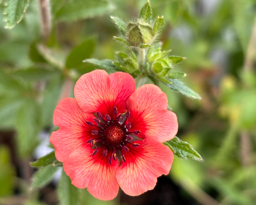 サーモンピンク♡ポテンティラ ロクサーナ 苗 アートフラワー Little