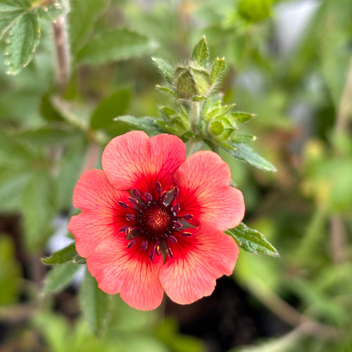 サーモンピンク♡ポテンティラ ロクサーナ 苗 アートフラワー Little