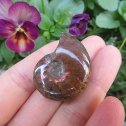 美しい化石標本◇マダガスカル産／ファイアーアンモナイトの化石／9