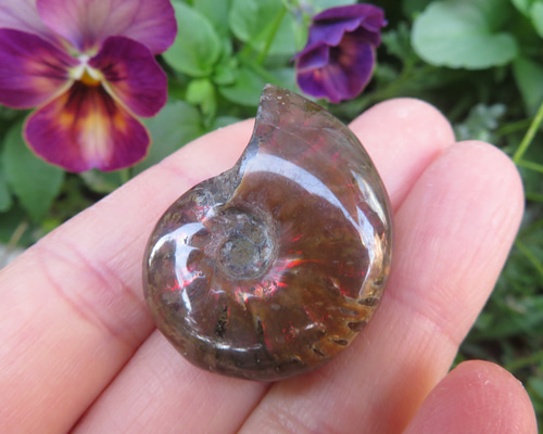 美しい化石標本◇マダガスカル産／ファイアーアンモナイトの化石／9