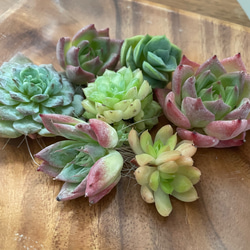 ①多肉植物【ルナレン】抜き苗　　エケベリア 多肉植物 ルナレン エケベリア 抜き苗 根付き 6㎝ポット使用