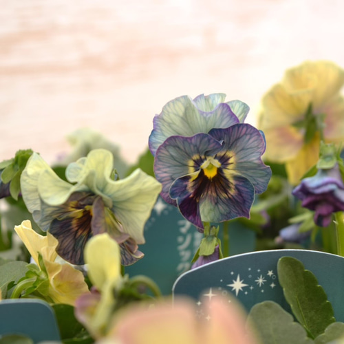 桂楓園さん】パンジー「マジックアワー」花苗 花 苗 ガーデニング