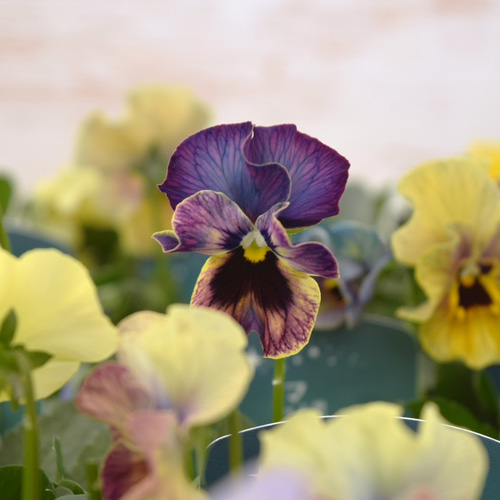 桂楓園さん】パンジー「マジックアワー」花苗 花 苗 ガーデニング