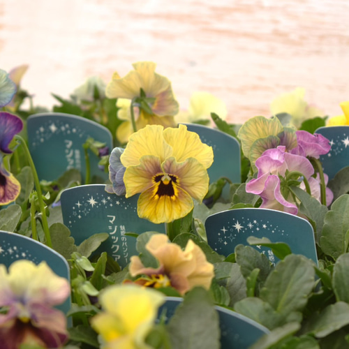 桂楓園さん】パンジー「マジックアワー」花苗 花 苗 ガーデニング