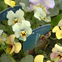 桂楓園さん】パンジー「マジックアワー」花苗 花 苗 ガーデニング