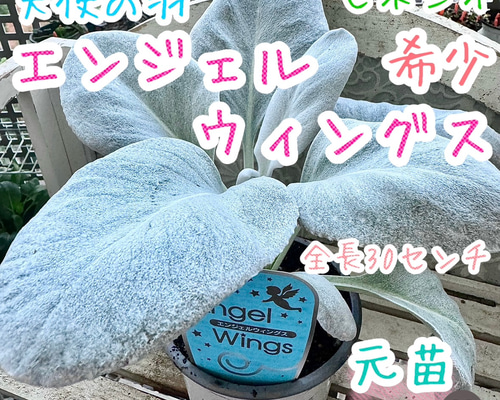 希少 セネシオ エンジェルウィングス ふわふわのシルバーリーフ