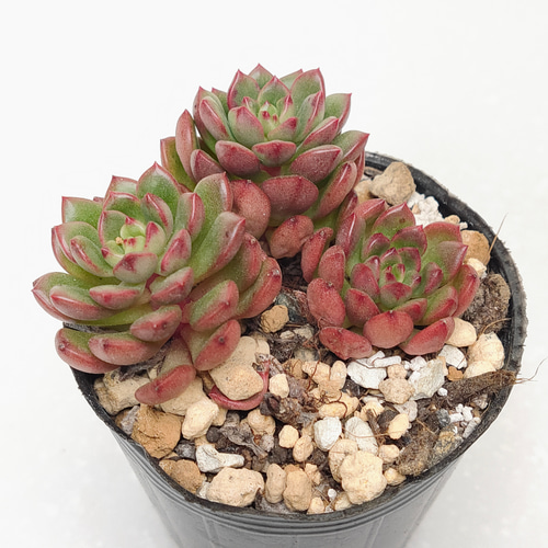 ピンクルルビー【グラプトベリア 多肉植物】 多肉植物