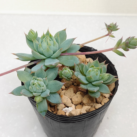 ダイヤモンドアートクラブ【多肉植物】
