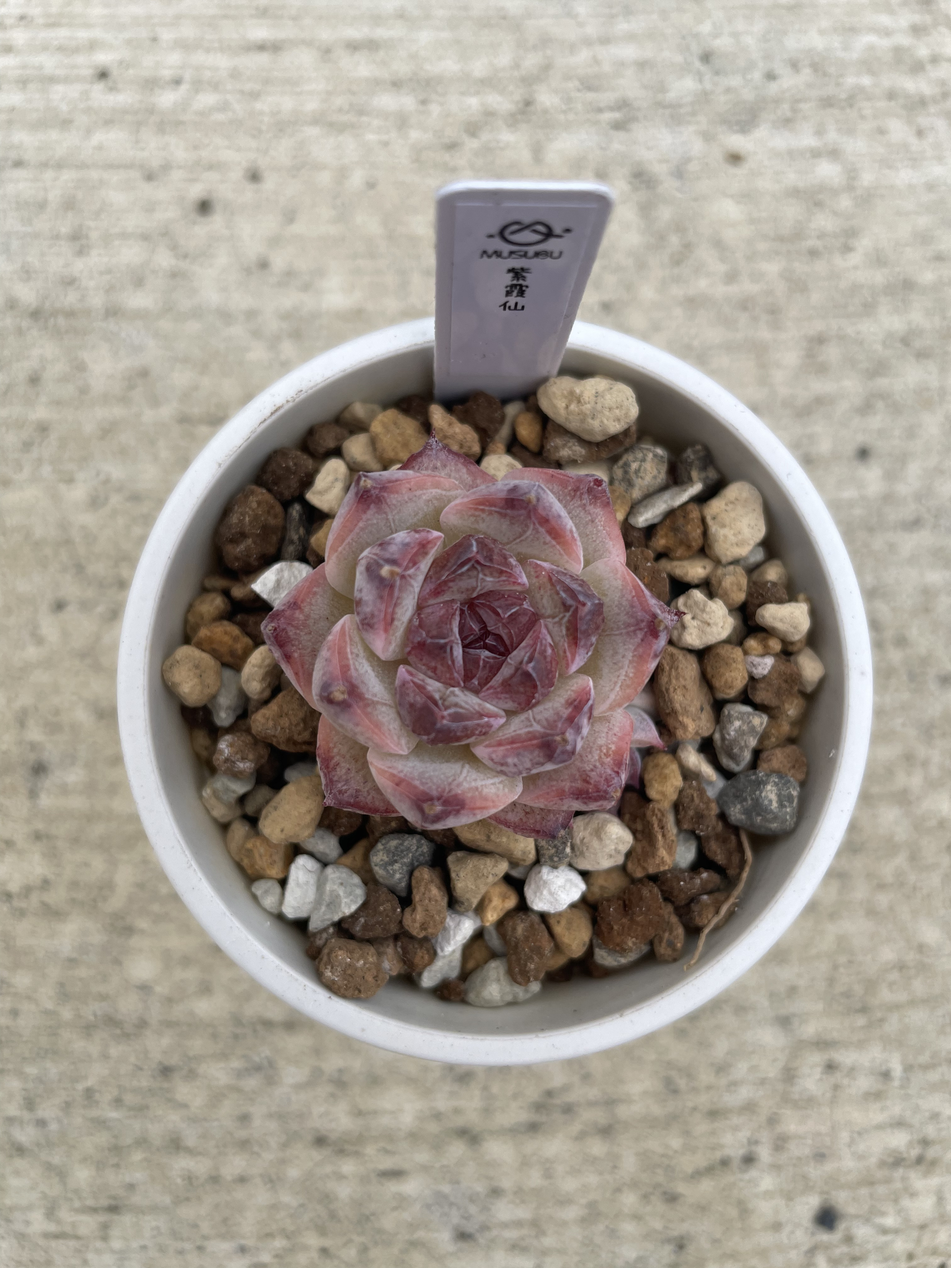 パープルクリスタル 紫水晶 エケベリア 多肉植物 抜き苗 パープル