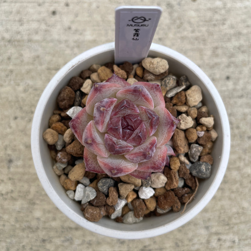 多肉植物 エケベリア 紫霞仙 抜き苗 その他インテリア雑貨