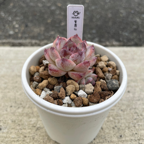 み*さ様 E-578×12株 メデューサ錦 抜き苗 多肉植物 エケベリア 2025年最新】メデューサ錦の人気アイテム - メルカリ