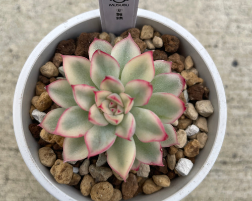 多肉植物 オリビア　抜き苗　エケベリア 多肉植物 エケベリア オリビア大群生株 抜き苗全量！！の通販 by