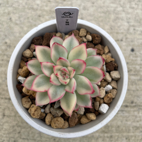 多肉植物 エケベリア 紫霞仙 抜き苗 その他インテリア雑貨 多肉植物 エケベリア 紫霞仙 抜き苗 その他インテリア雑貨