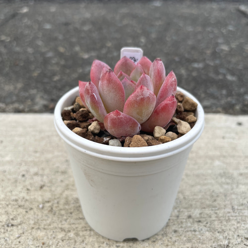 多肉植物 エケベリア オールスター 抜き苗 その他インテリア雑貨