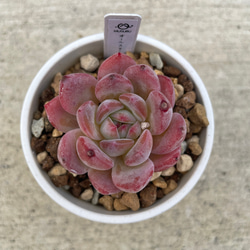 931db06a76c7d632d21e2dcc5dc8c0