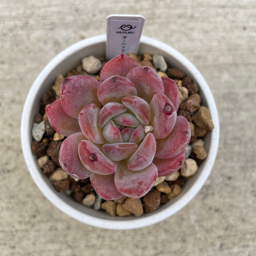 多肉植物 エケベリア オールスター 抜き苗 その他インテリア雑貨