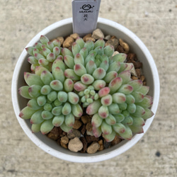 多肉植物　女雛　抜き苗 多肉植物 エケベリア 女雛錦 抜き苗 斑入り その他インテリア