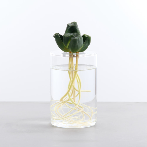 サボテン・多肉植物の水栽培専用ポット】Plant vase 一輪挿し・花瓶