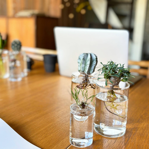 サボテン・多肉植物の水栽培専用ポット】Plant vase 一輪挿し・花瓶