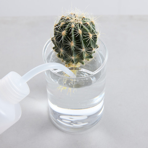 サボテン・多肉植物の水栽培専用ポット】Plant vase 一輪挿し