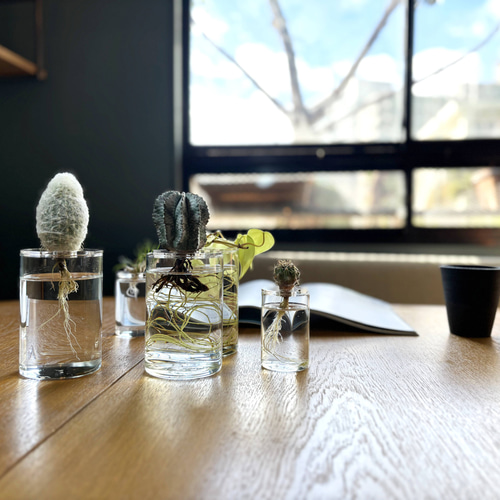 サボテン・多肉植物の水栽培専用ポット】Plant vase 一輪挿し・花瓶