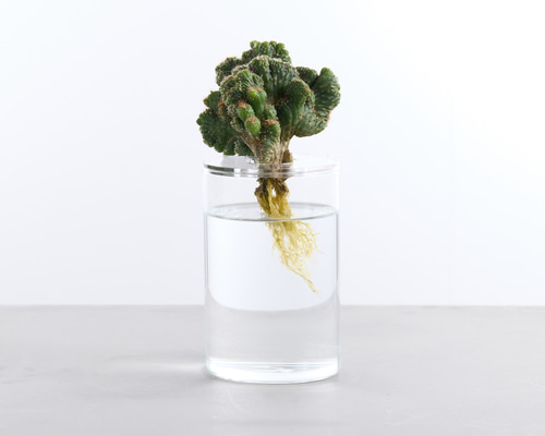 サボテン・多肉植物の水栽培専用ポット】Plant vase 一輪挿し・花瓶