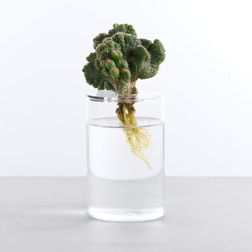 サボテン・多肉植物の水栽培専用ポット】Plant vase 一輪挿し