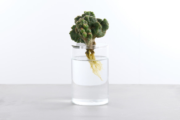 サボテン・多肉植物の水栽培専用ポット】Plant vase 一輪挿し・花瓶