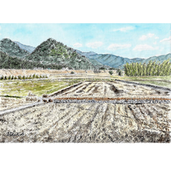 原画一点物 「あぜ道に立つ一本の木」 ＜ペンスケッチ＋透明水彩