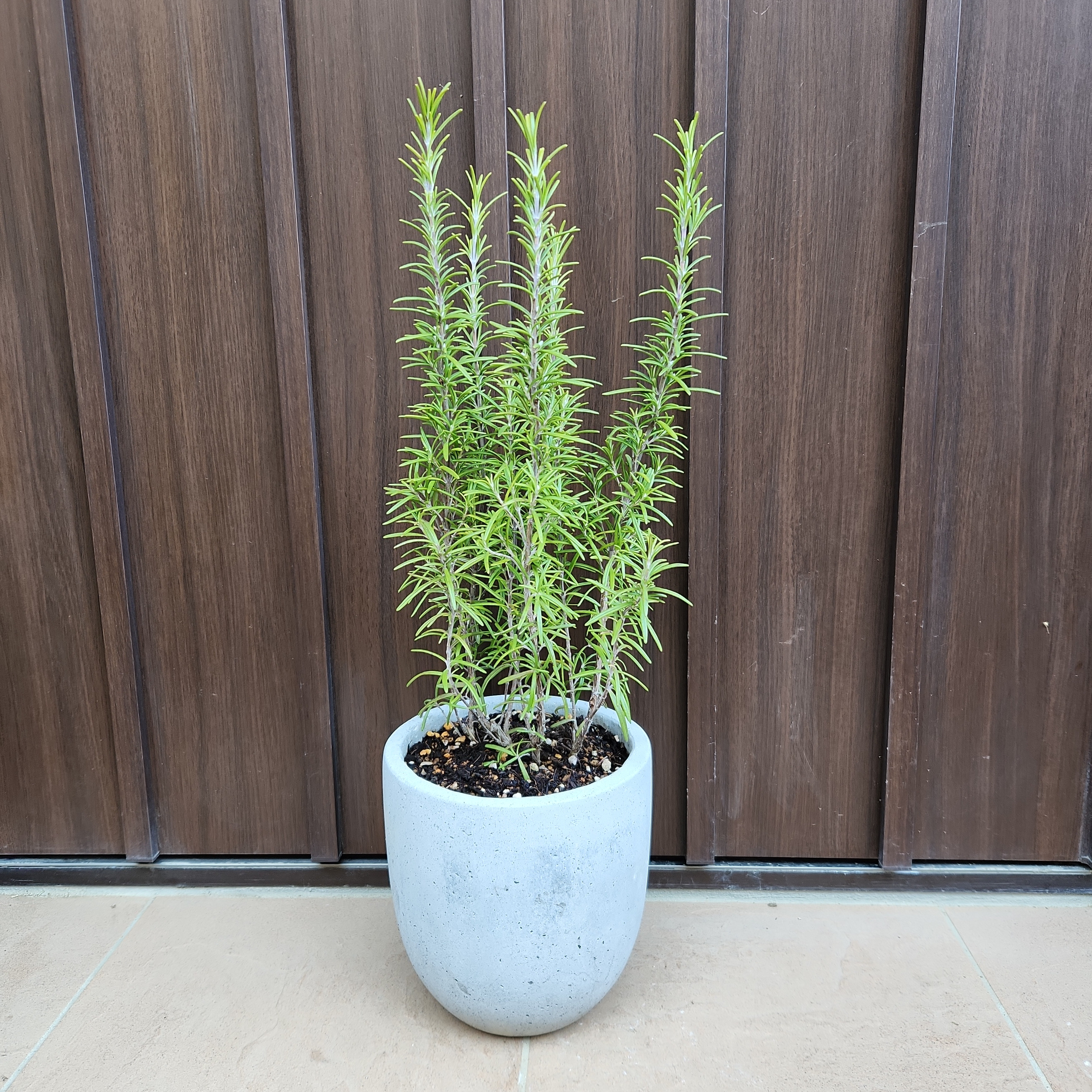 守護と浄化のハーブ ローズマリー コンクリート鉢植え 苗 多肉