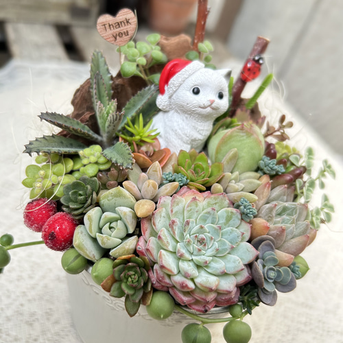 このまま飾れます】可愛い♡サンタ猫さん♪多肉植物寄せ植え 多肉植物