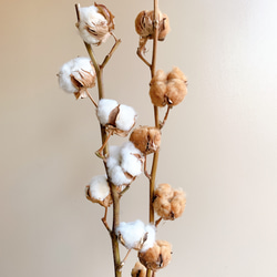 コットンフラワー ホワイト 天然 2本 綿花 ふわふわ ドライ