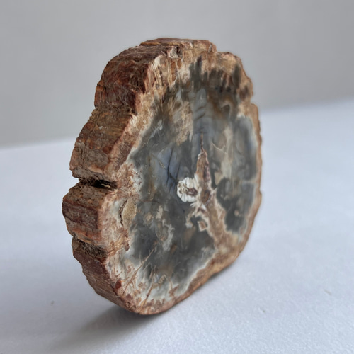 b☆特選オンリー1品石☆木の化石☆【ペトリファイドウッド珪化木