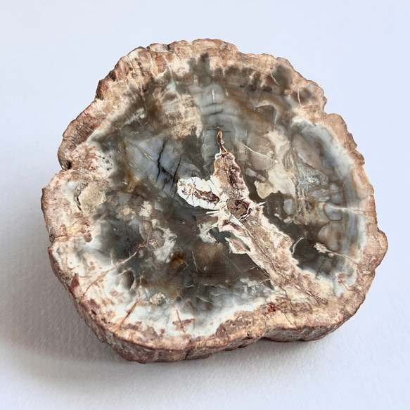 天然石 珪化木 スライス ペトリファイドウッド（珪化木）のスライス No