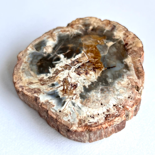 b★特選オンリー１品石★木の化石☆【ペトリファイドウッド珪化木✴︎原石】♡ b☆特選オンリー1品石☆木の化石☆【ペトリファイドウッド珪化