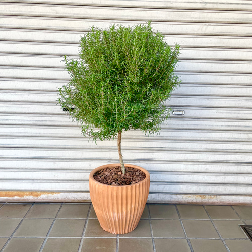 大袋 150g 日本の御力 弥盛地 イヤシロチ パウダー エナジー