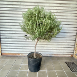 光触媒 人工観葉植物 ウォールグリーン フェイクグリーン ゴールデン