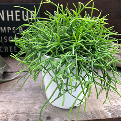 ［現品］29番　創樹　オリーブ　マンザニロ　7号　観葉植物　オリーブの木　人気 創樹 オリーブの木 SOUJU 幹太 Manzanillo マンザニロ 7号鉢