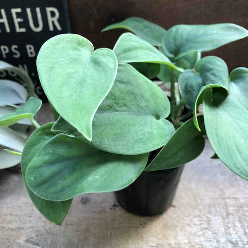 ダークグリーン♡スキンダプサス♡観葉植物♡インテリア♡ アート