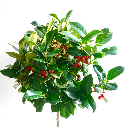 ○限定2点○ 西洋ヒイラギのトピアリー ”クリスマスホーリー 鉢/受皿