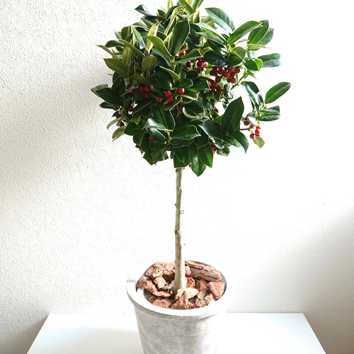 ○限定2点○ 西洋ヒイラギのトピアリー ”クリスマスホーリー 鉢/受皿