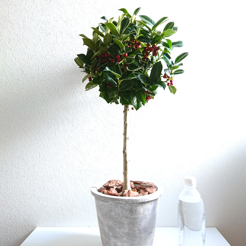 【うさ◆プロフ必読◆】高さ120㎝前後クリスマスホーリー　2本セット ○限定2点○ 西洋ヒイラギのトピアリー ”クリスマスホーリー 鉢/受皿