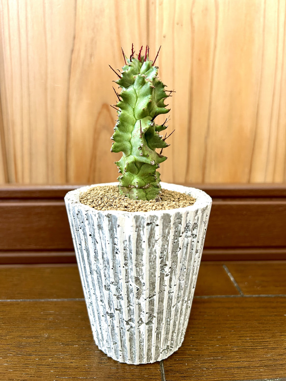 白虎 カキコ ユーフォルビア ポリゴナ ホリダ モンスト 綴化 白虎 カキコ ユーフォルビア ポリゴナ ホリダ モンスト 綴化