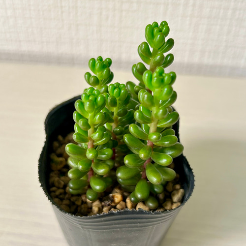 多肉植物 観葉植物 エケベリア セダム レッドベリー 5カット カット苗